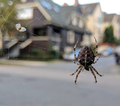 an orb weaver with a seed stuck in its web