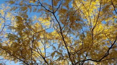 yellow fall leaves and blue sky