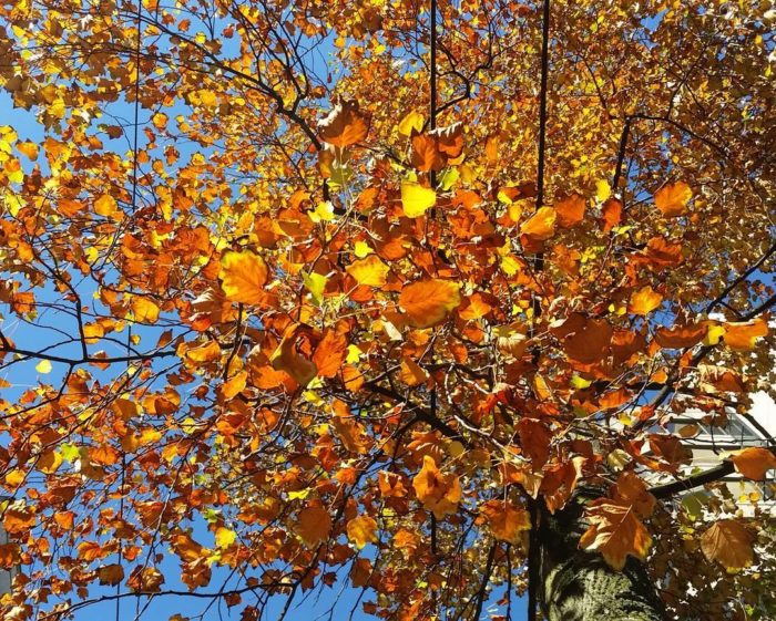 Orange leaves