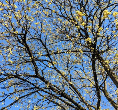 green buds on branches