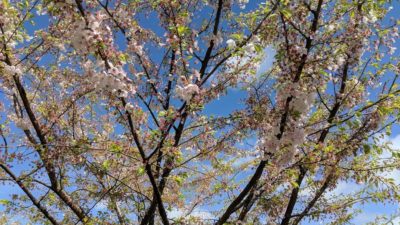 A few pink flowers on branches