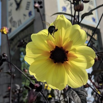 Bumblebee landing in a flower