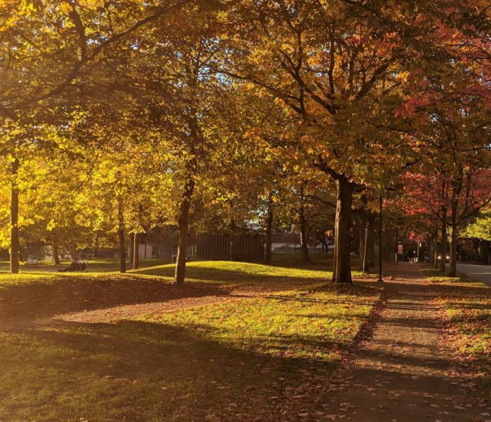 Gold light and gold leaves