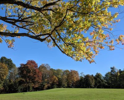 trees and blue sky