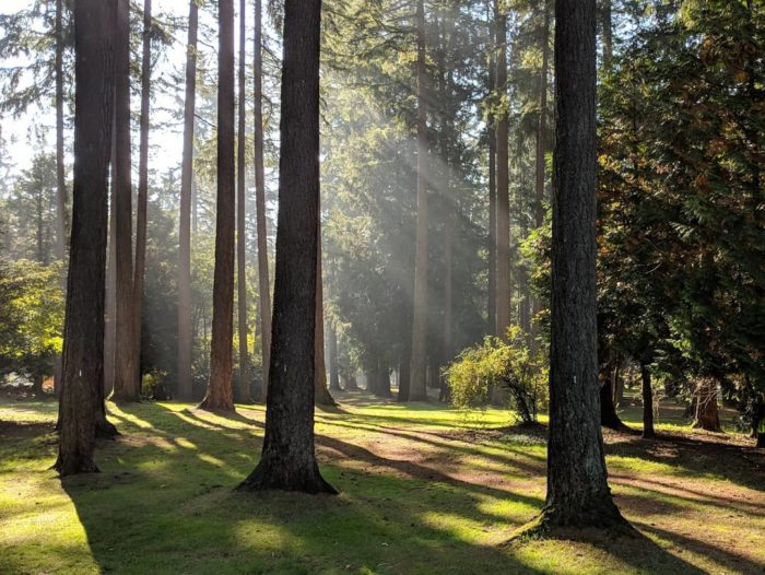 sunlight dancing among the trees