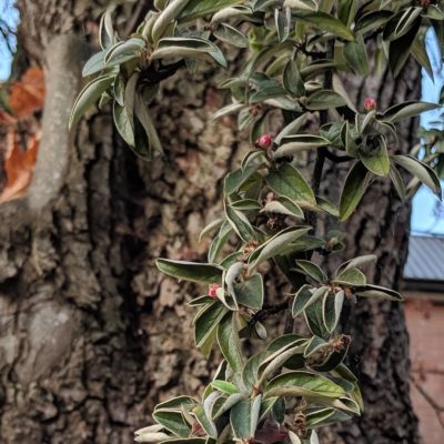 little silver leaves