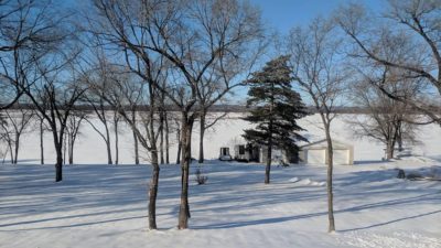 trees and snow and ice