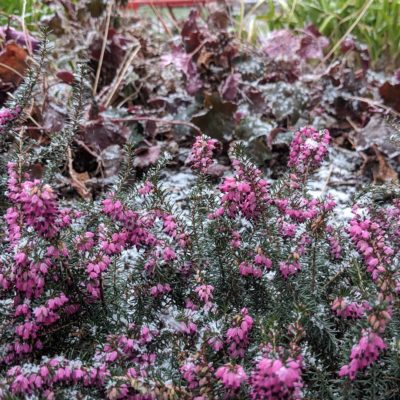 Little pink flowers in the snow