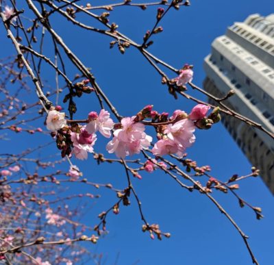 pink flowers