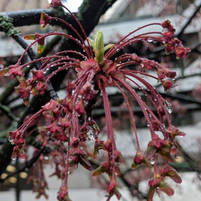 web flower stems