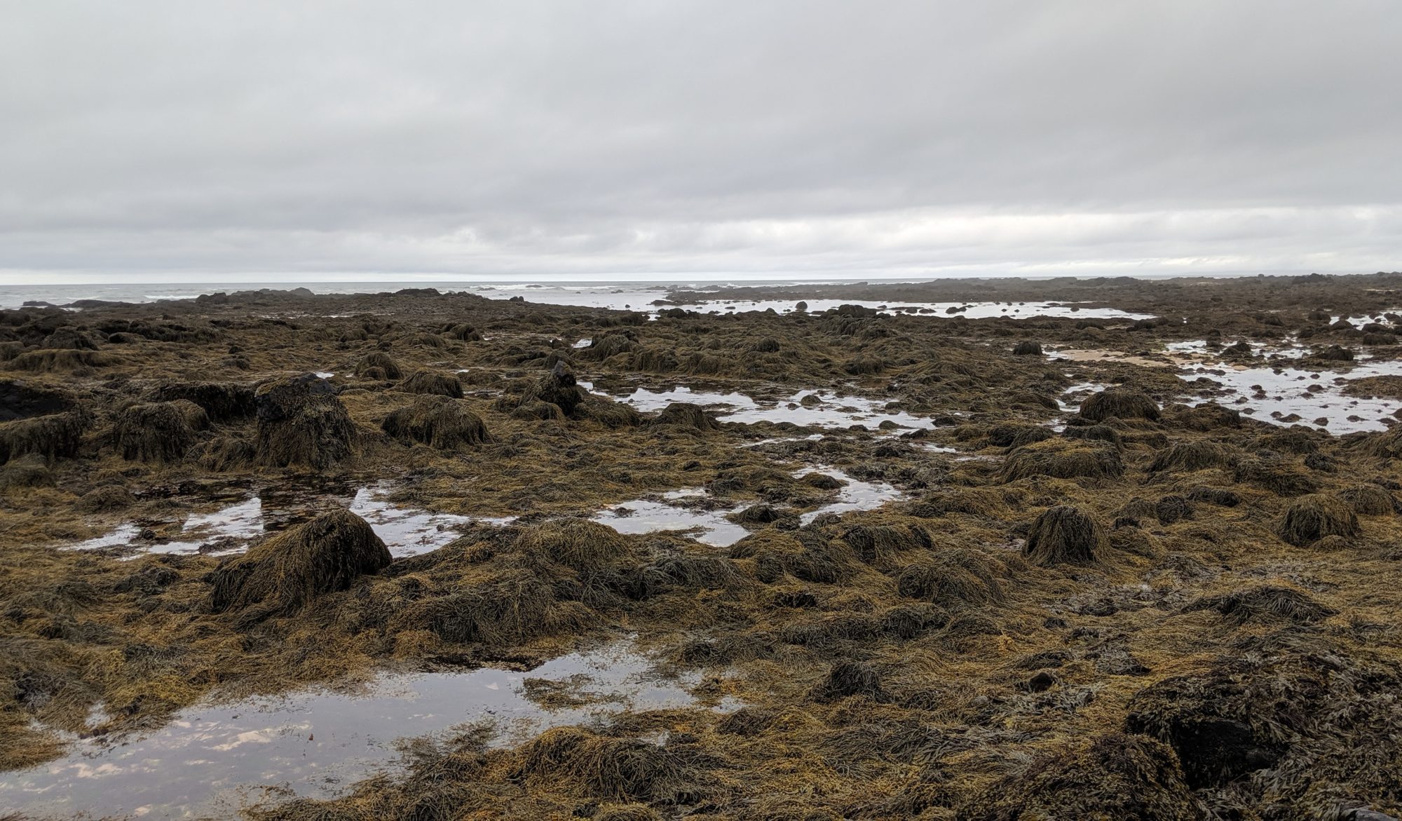 kelp-covered rocks