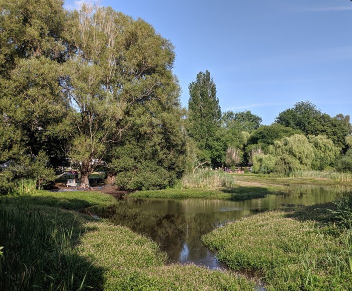 Trees and pond