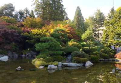 Bushes over pond