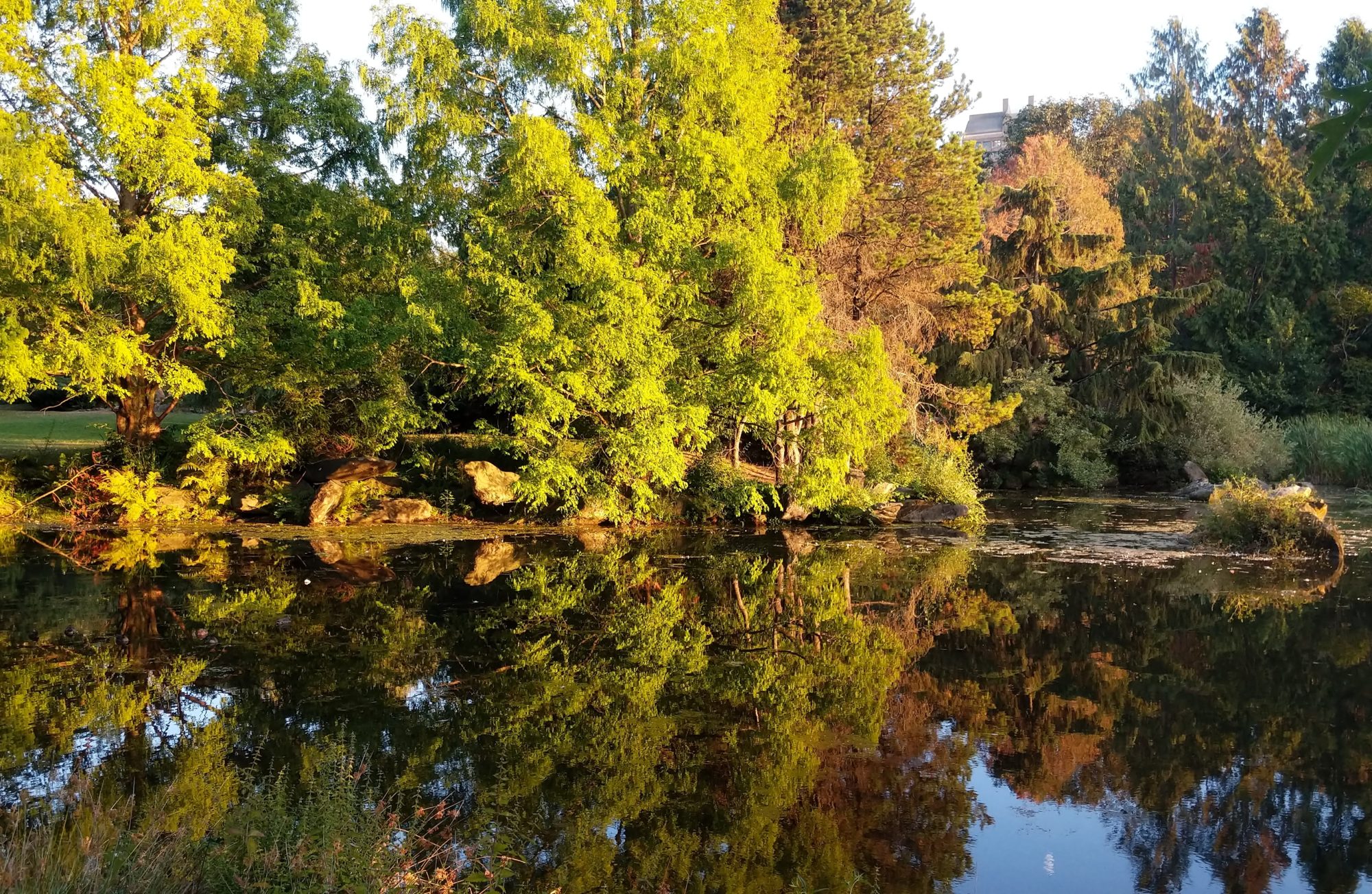 green and pond