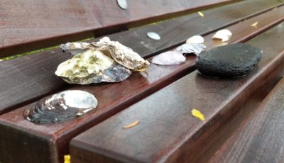 Shells and stone on a bench