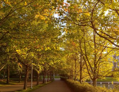 tree canopy