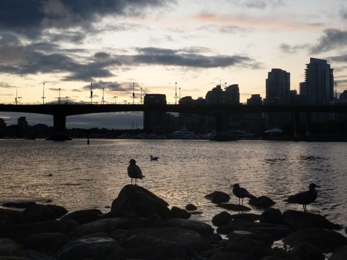 Seagulls against the sunset