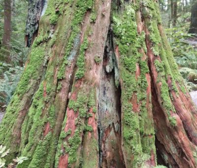 Mossy tree trunk