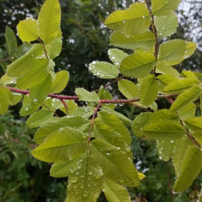 Water on leaves