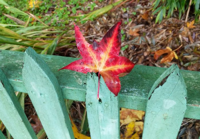 Red leaf on green fence