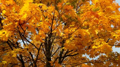 Orange leaves