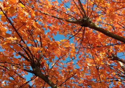 Orange leaves and blue sky