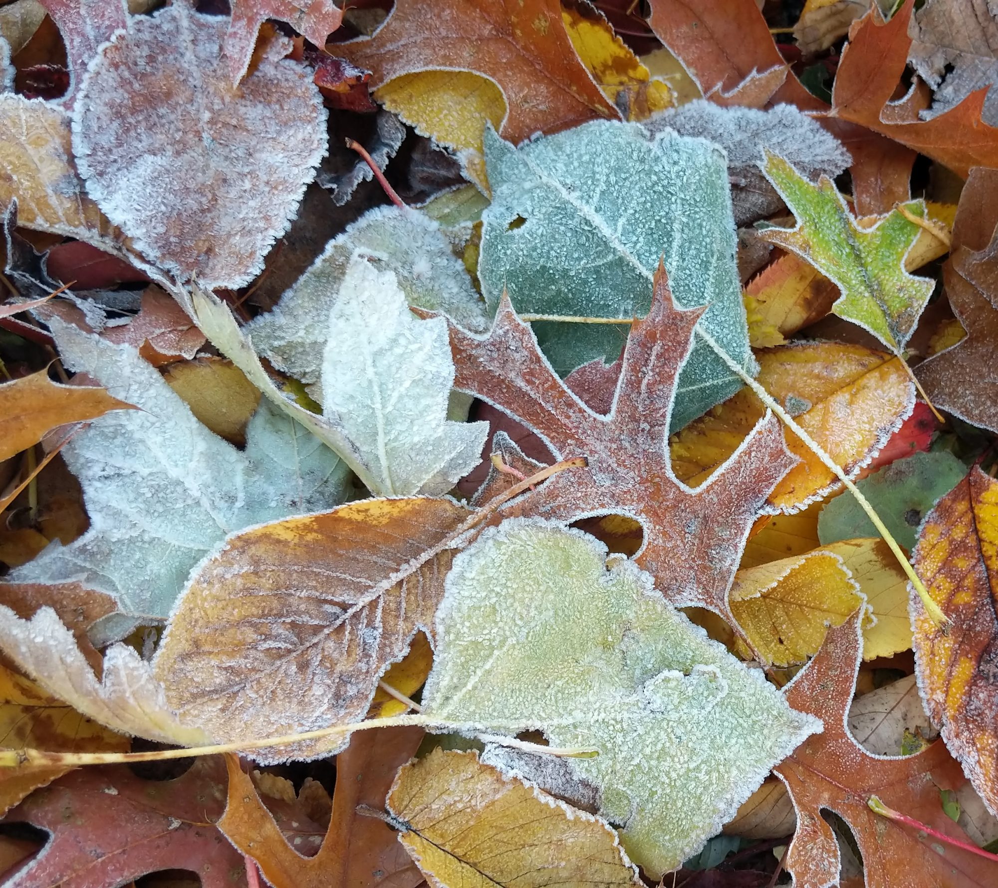 Frosty leaves