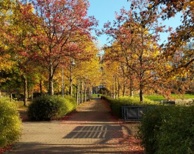 Red and yellow canopy