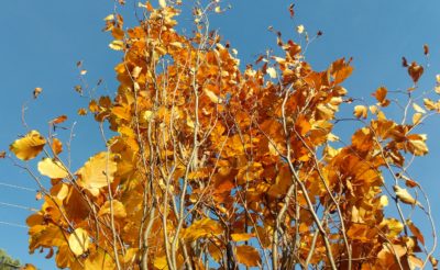 Top of orange tree