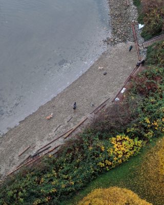 Dog beach