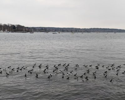 ducks off Sunset Beach