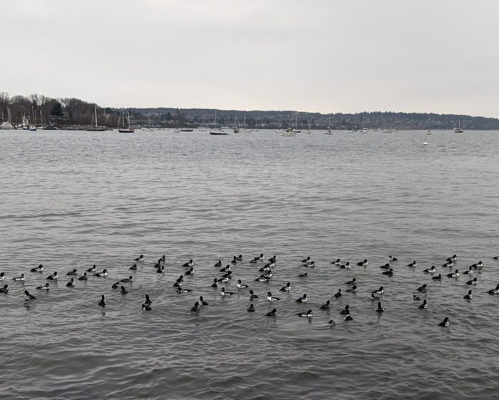 ducks off Sunset Beach