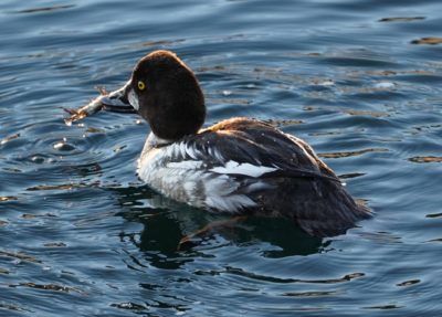 Common goldeneye and breakfast