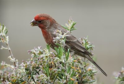 Male house finch