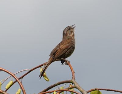 Song sparrow singing