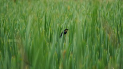 Red-winged blackbird in high grass