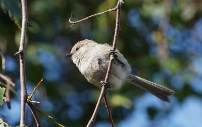 Bushtit