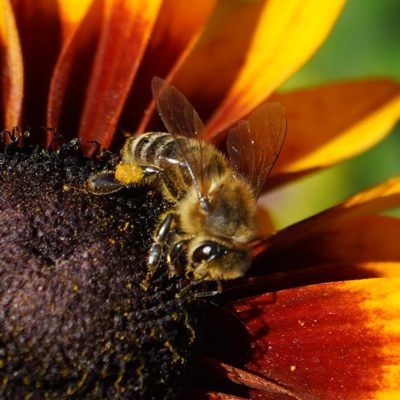 Bee in orange flower