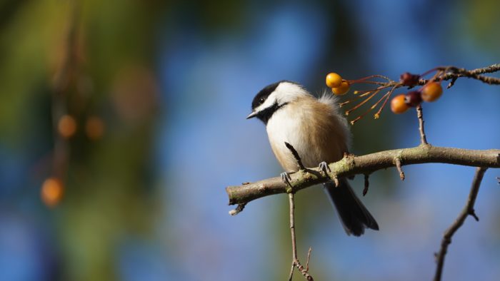 Chickadee and berries