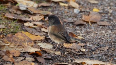 Dark-eyed junco