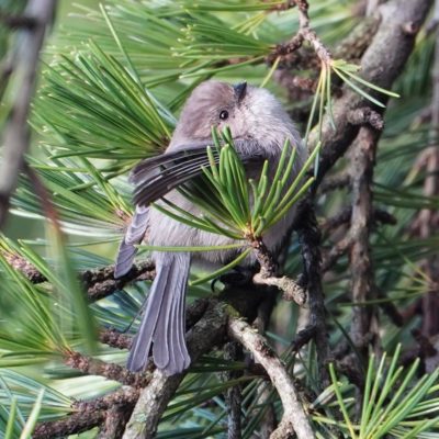 Bushtit in pine tree