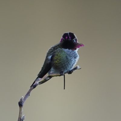 Anna's hummingbird