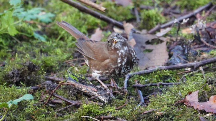 Fox sparrow