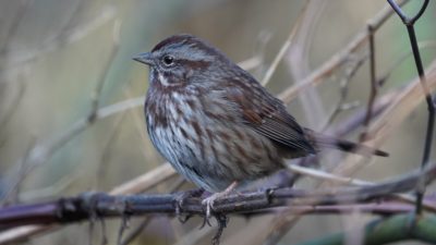 Song sparrow