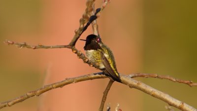 Anna's hummingbird