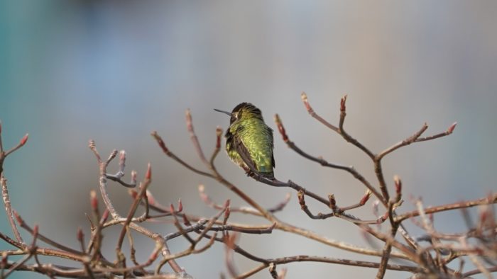 Anna's hummingbird