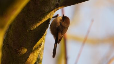 bushtit