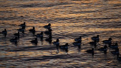 Barrow's goldeneyes