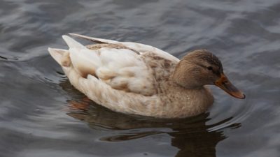 Leucistic mallard?