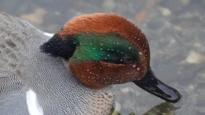 Green-winged teal head